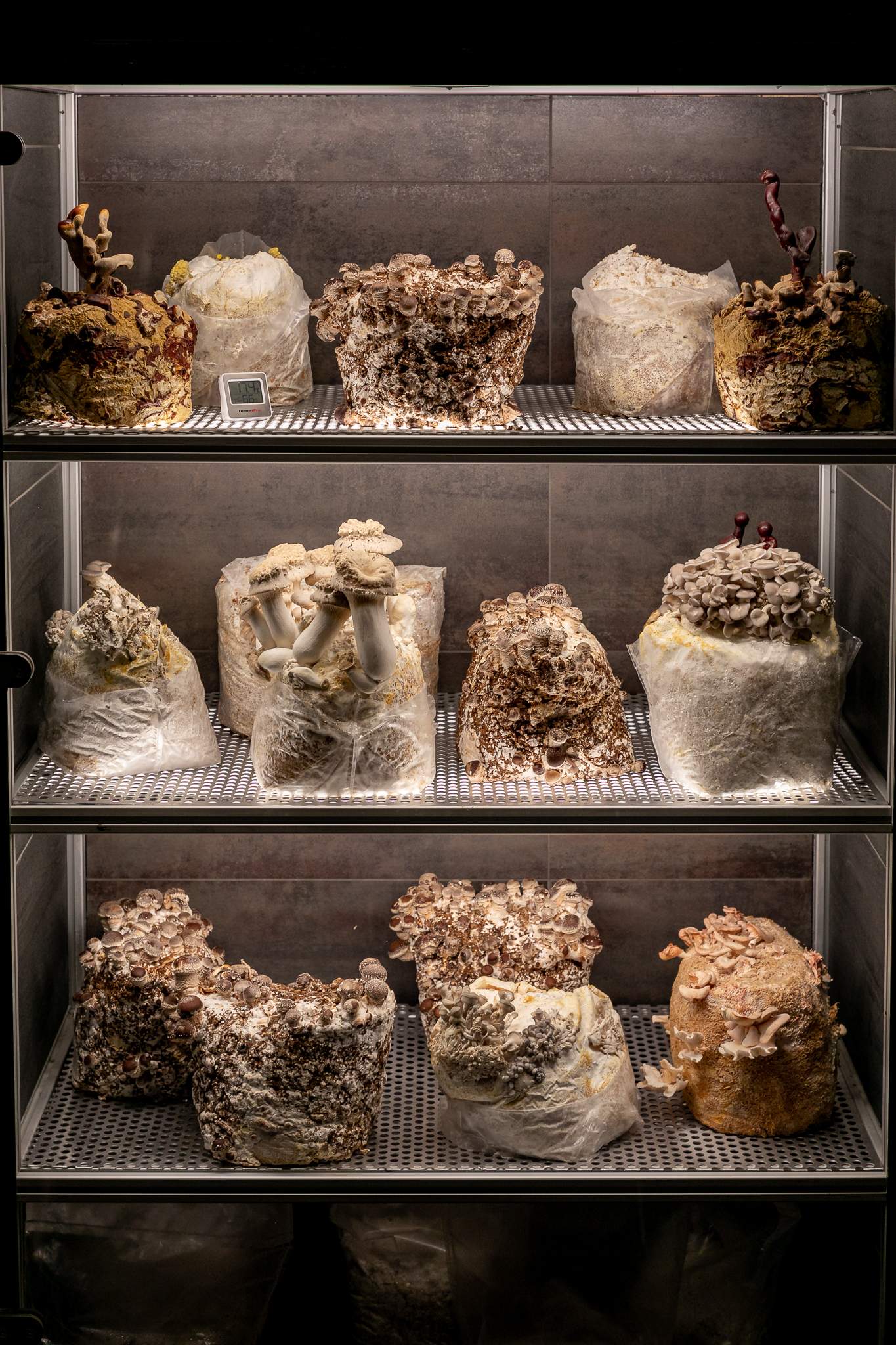 An area dedicated to cultivating mushrooms at The Ledbury, a restaurant in London, showcases various types being grown.