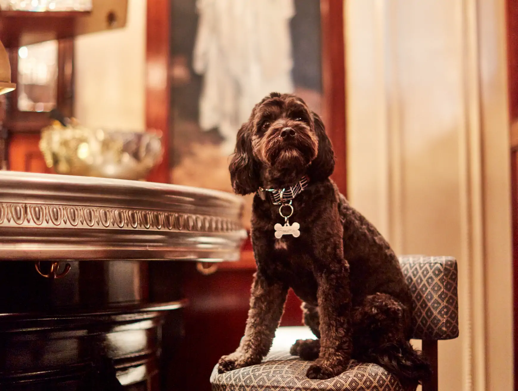 A brown dog sits on a patterned chair at Bellanger in London.