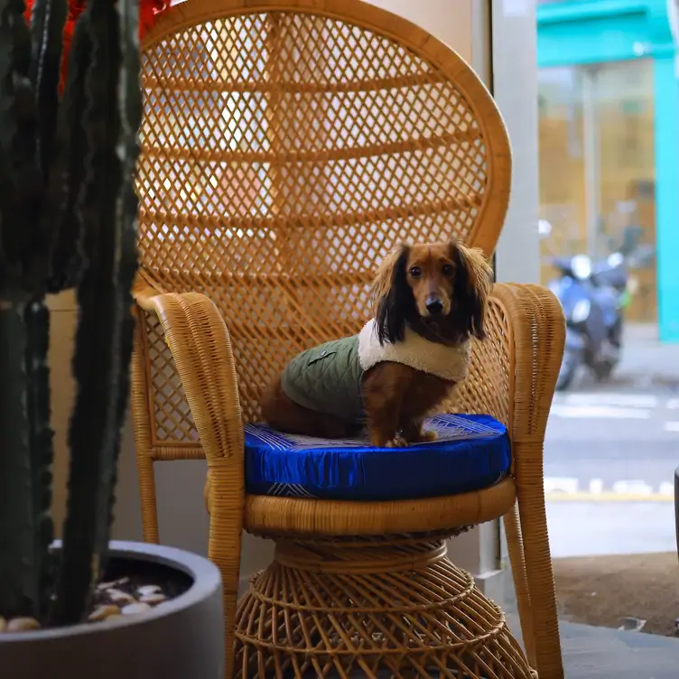 A dog sitting on a chair at Mestizo, one of the best Mexican restaurants in London.