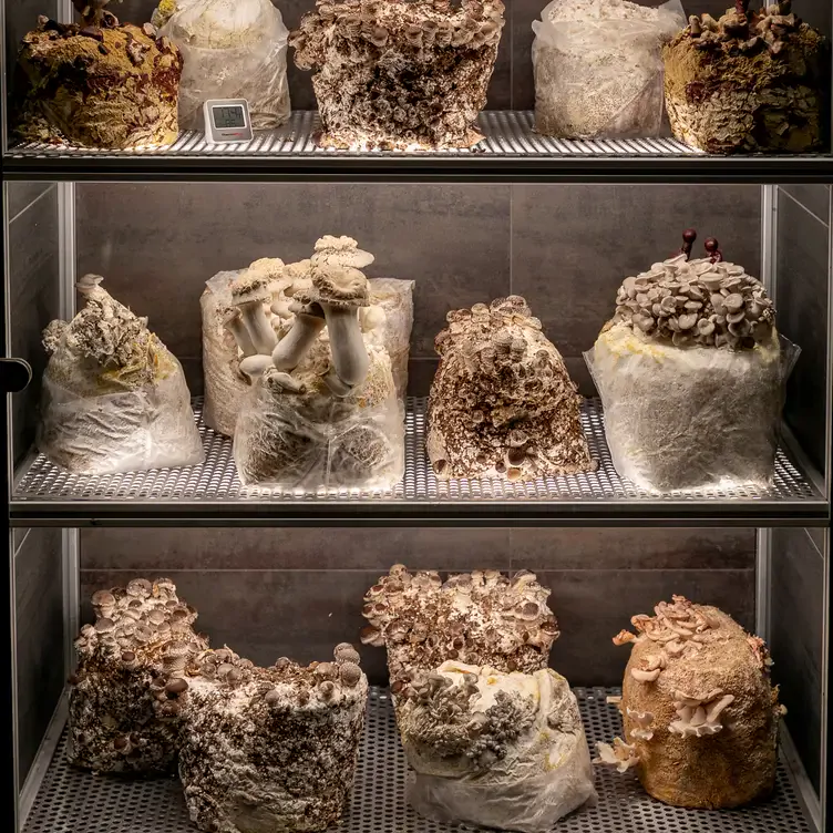 A mushroom cabinet at The Ledbury in London