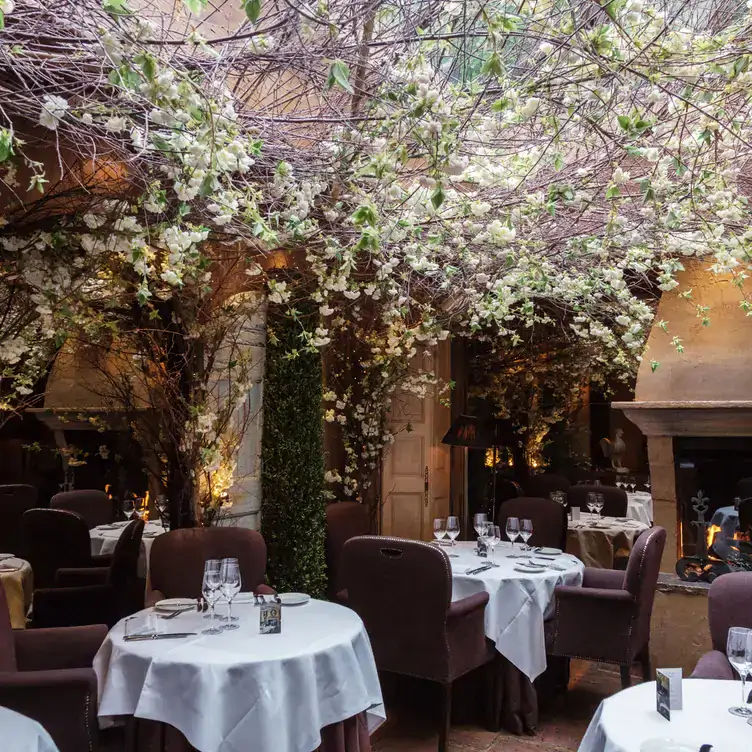 An indoor tree over a table at Clos Maggiore, one of the most festive restaurants in the UK.